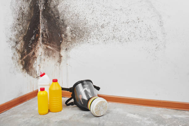 Best Commercial Mold Removal  in Anderson Creek, NC