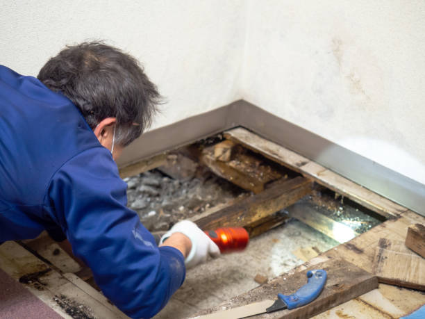 Best Mold Remediation Experts  in Anderson Creek, NC