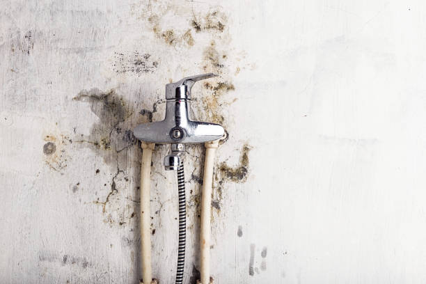 Best Office Mold Removal Services  in Anderson Creek, NC