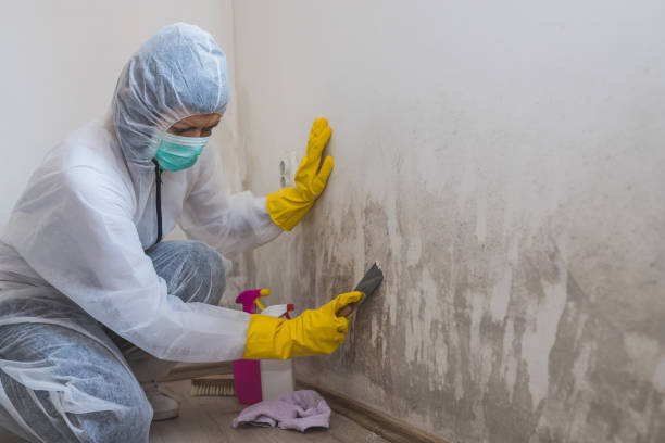 Office Mold Removal Services in Anderson Creek, NC