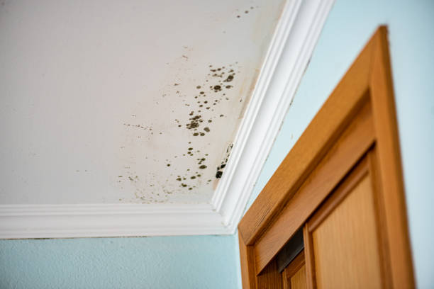 Best Affordable Mold Removal  in Anderson Creek, NC