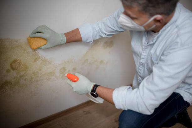 Best Black Mold Removal  in Anderson Creek, NC