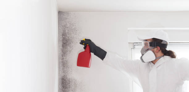 Certified Mold Removal in Anderson Creek, NC