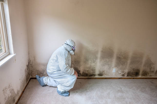 Anderson Creek, NC Mold Removal Company