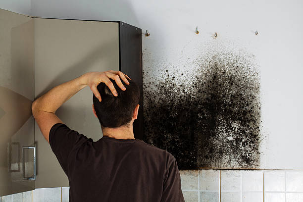 Best Local Mold Removal Service  in Anderson Creek, NC