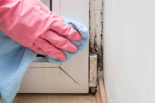Best Mold Damage Repair  in Anderson Creek, NC