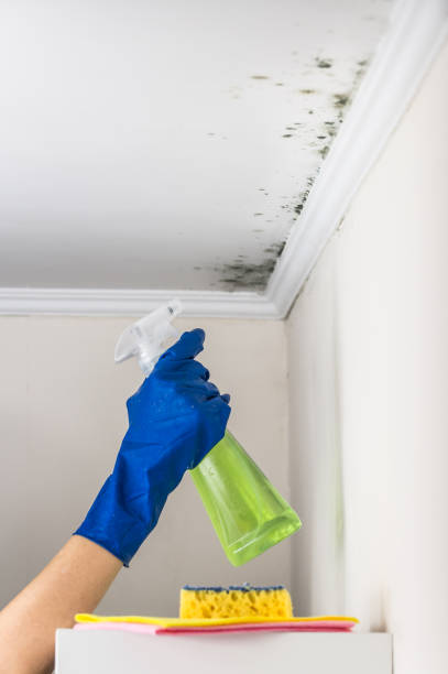 Best Emergency Mold Removal  in Anderson Creek, NC