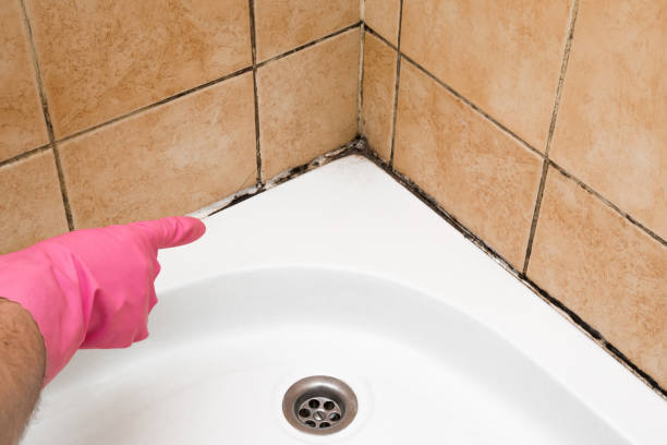 Best Office Mold Removal Services  in Anderson Creek, NC